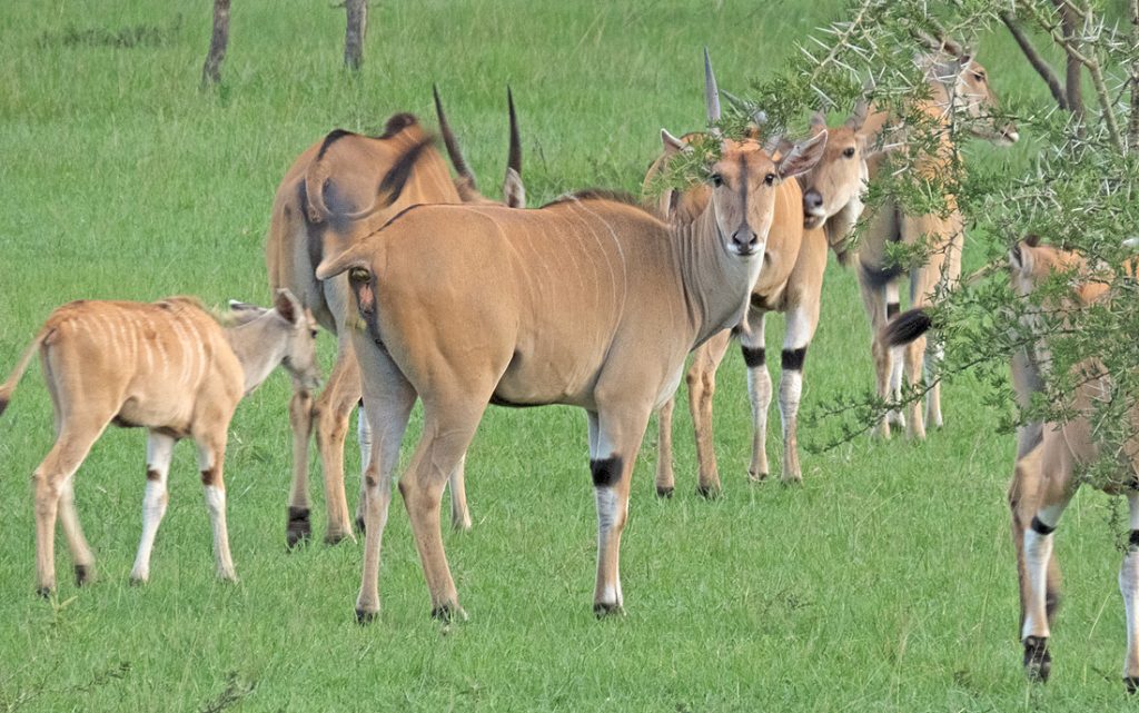 Samburu Game Reserve – Aberdare National Park